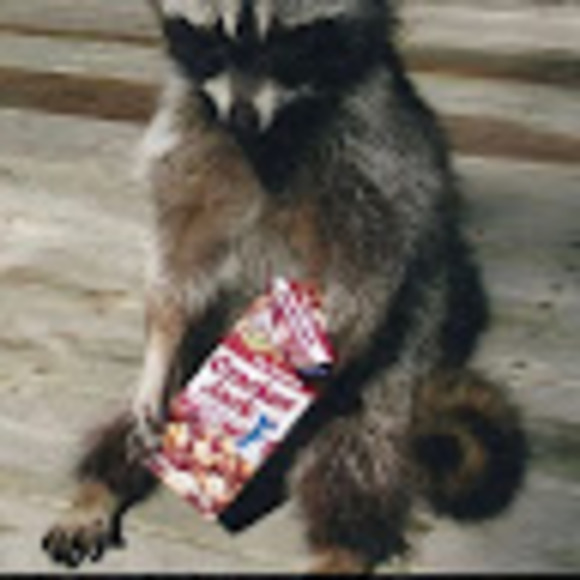 Meet your Posher, Chaos here - Picture 1 of 1